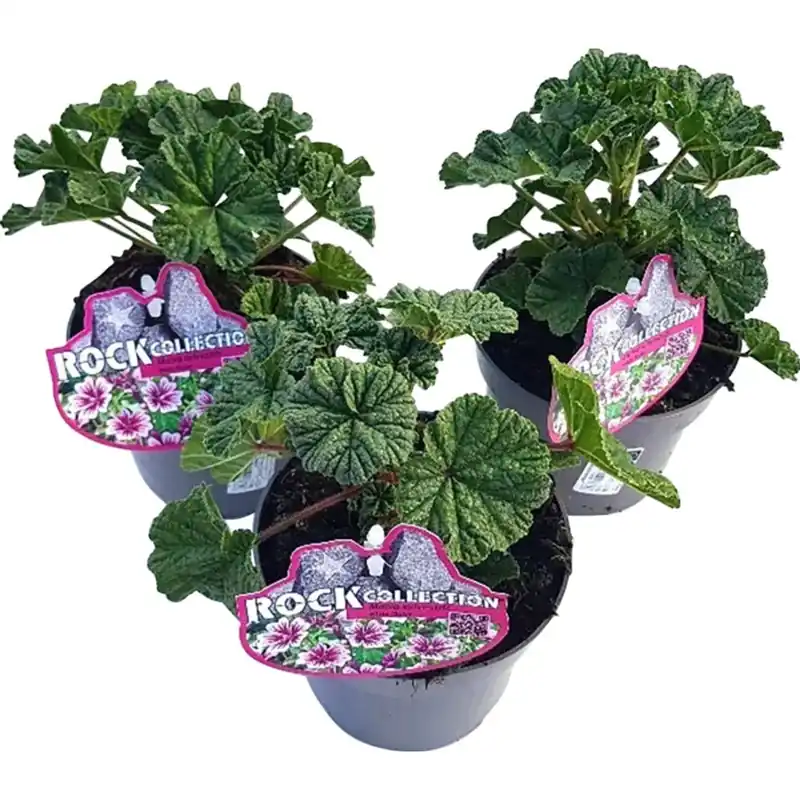 Nu Kopen Malva selvatica con fiori violetti in vaso Ø 13 cm