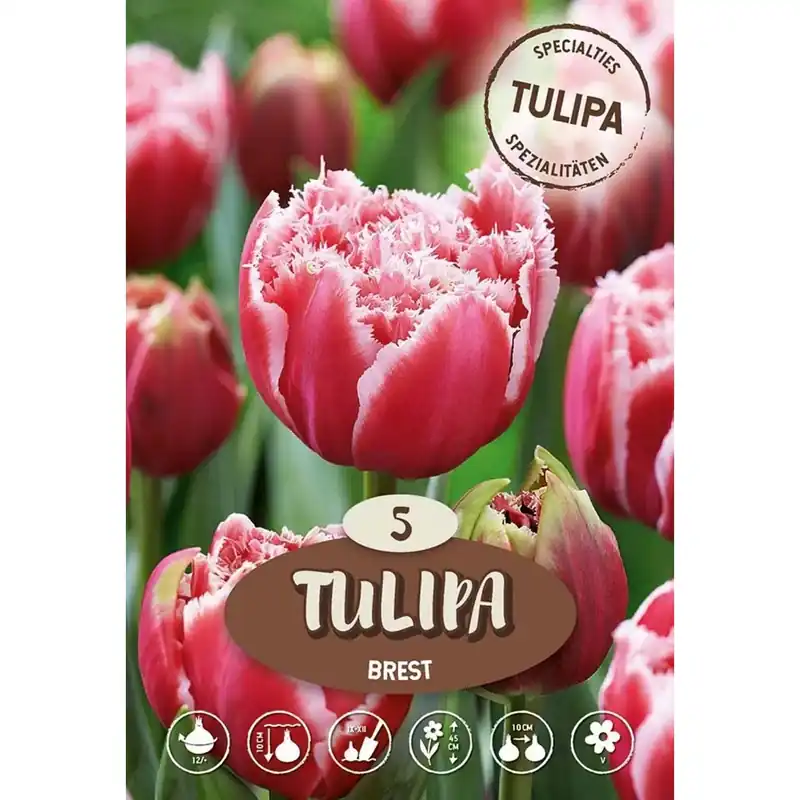 Direct Verzonden Tulipano Brest