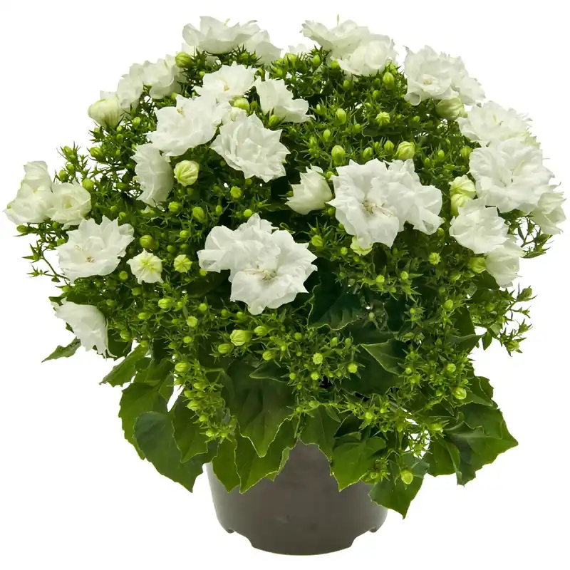 Campanula White Like Mee bianco in vaso Ø 10,5 cm Gecertificeerd