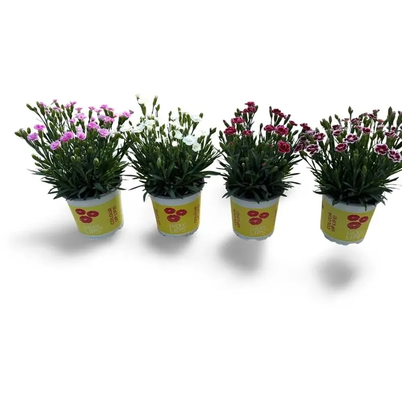 Betrouwbaar Dianthus Lucky Lip Mix Vaso 10,5 cm
