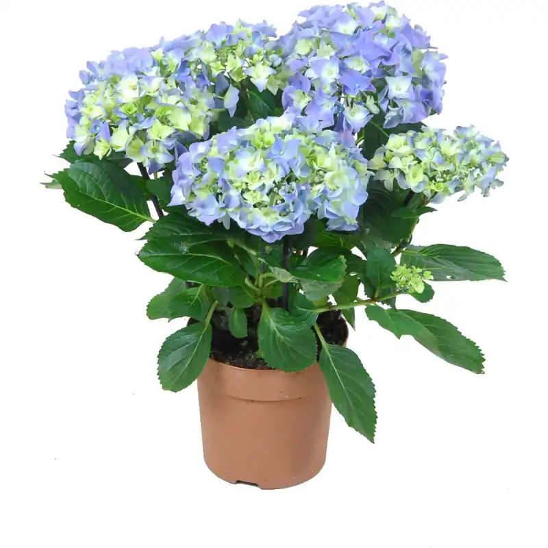 Favoriet Ortensia vari colori vaso Ø 14 cm
