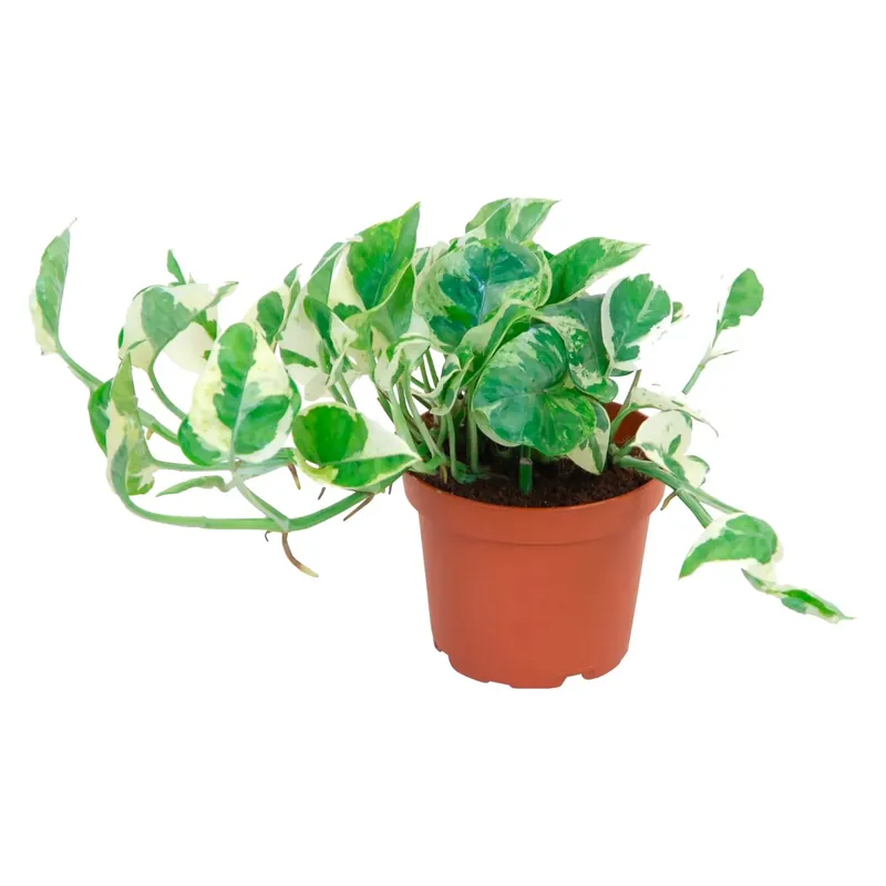 Beperkte Voorraad Epipremnum aureum Potos "N Joy" Ø vaso ca. 12 cm