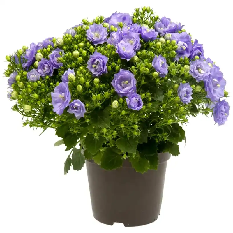 Campanula Blue Like Mee blu in vaso Ø 10,5 cm Direct Verzonden