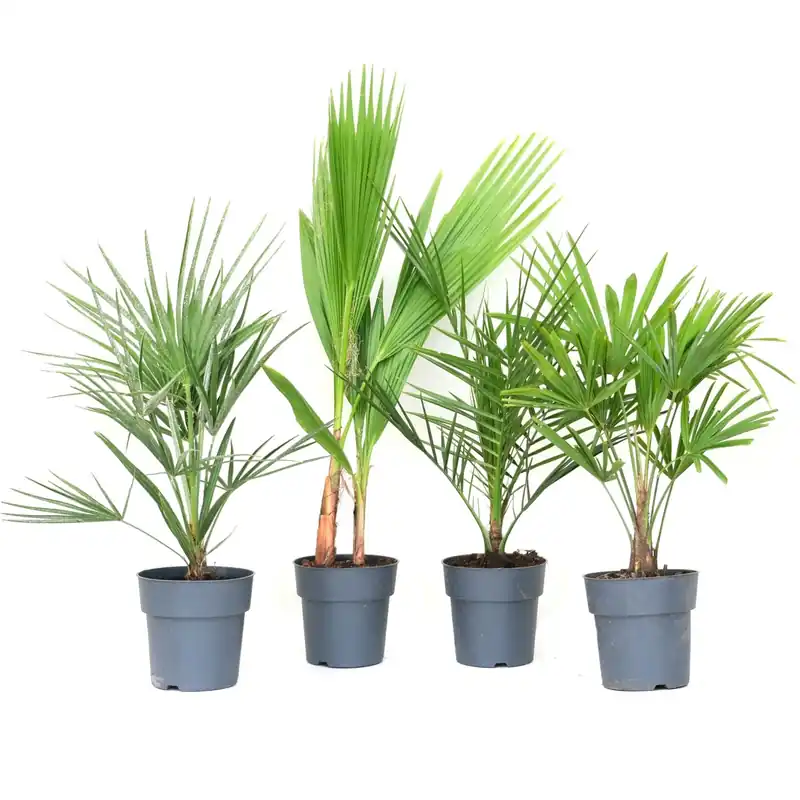 Lage Kosten The Palm Mix Altezza 30 cm Vaso circa 3 litri
