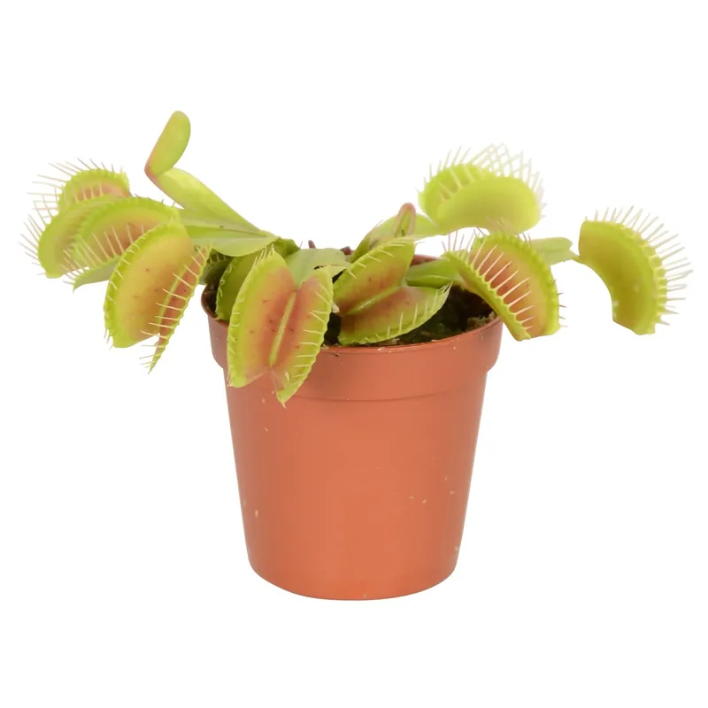 Venere acchiappamosche vaso Ø ca. 6 cm Dionea Flitsaanbieding