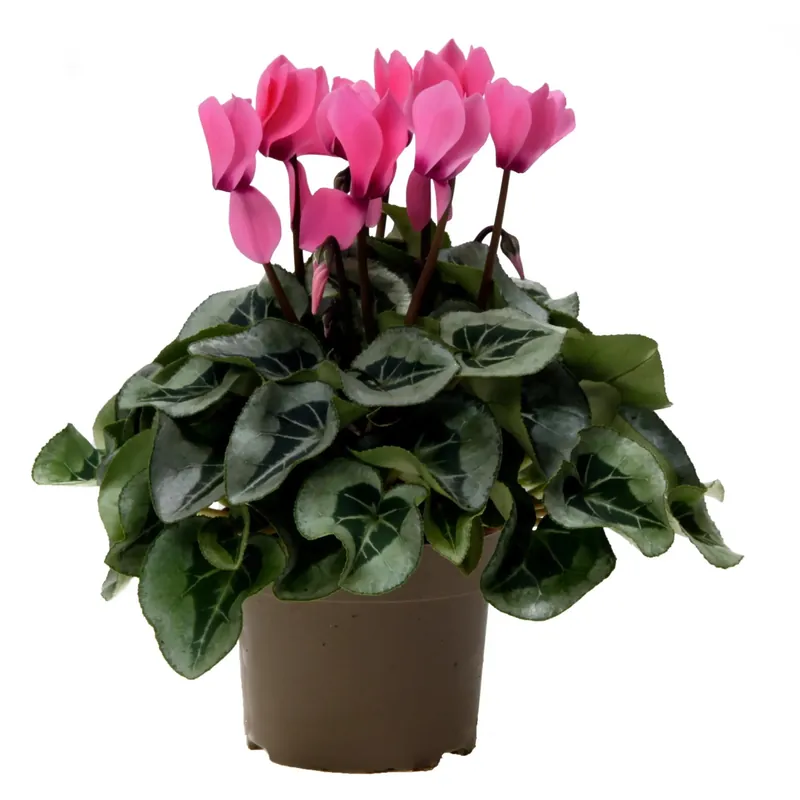 Ciclamino Midi rosa in vaso Ø 10,5 cm Shop Nu