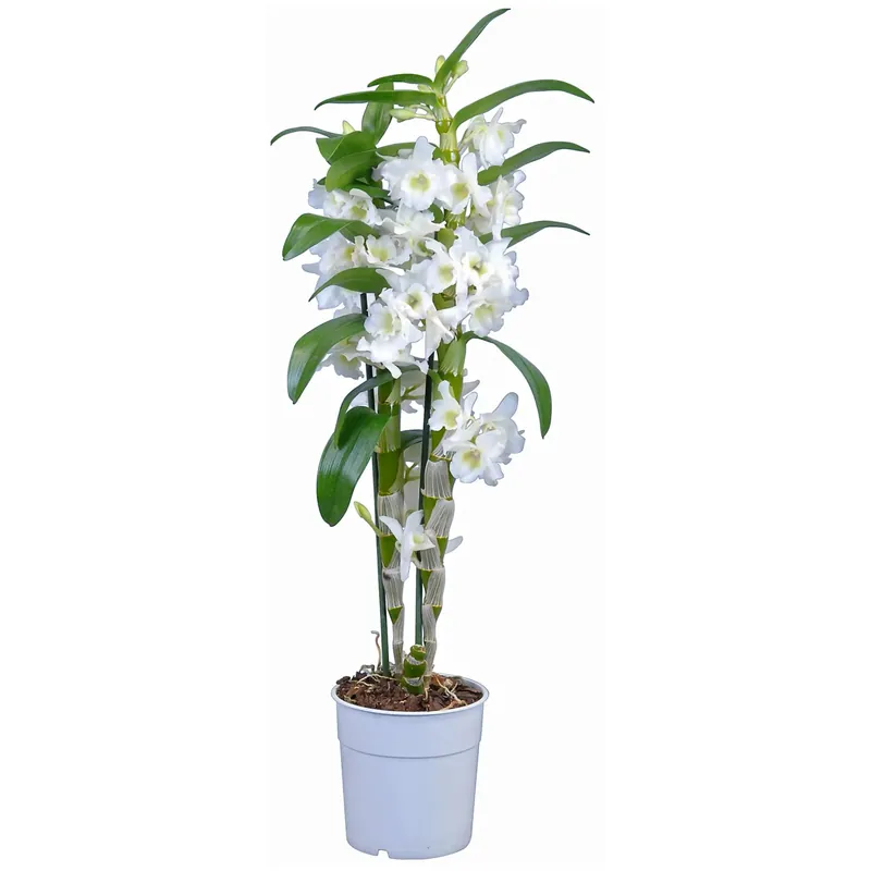 Orchidea Dendrobium "Star Class" 2 rami bianca Gecertificeerd