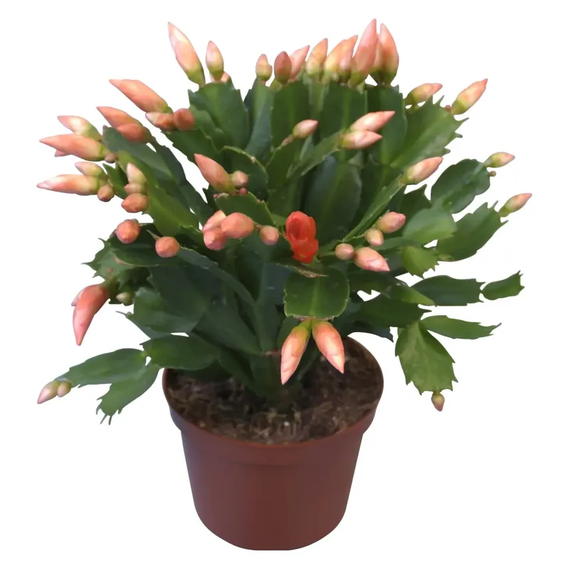 Flitsaanbieding Cactus di Pasqua arancione in vaso Ø 11,5 cm