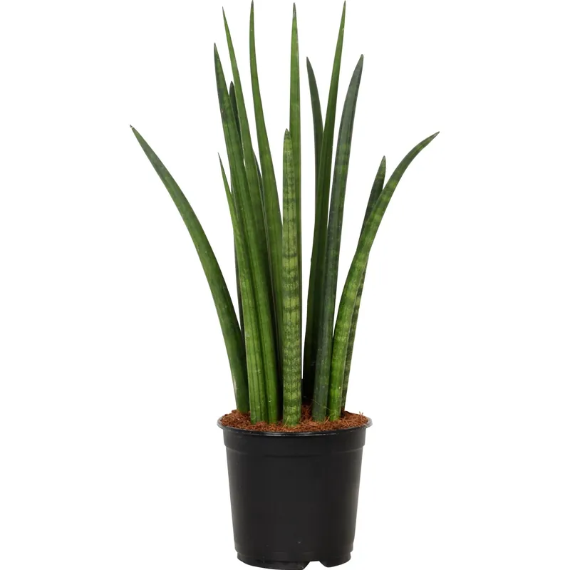 Sansevieria Cylindrica vaso Ø 14 cm Speciale Aanbieding