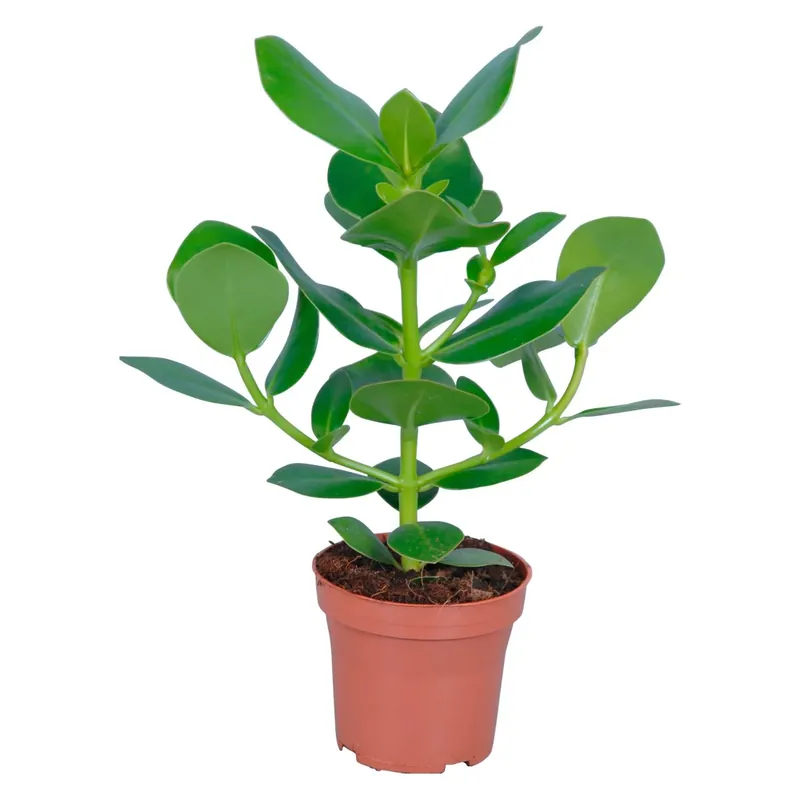 Koop Online Clusia rosea Princess vaso Ø 12 cm
