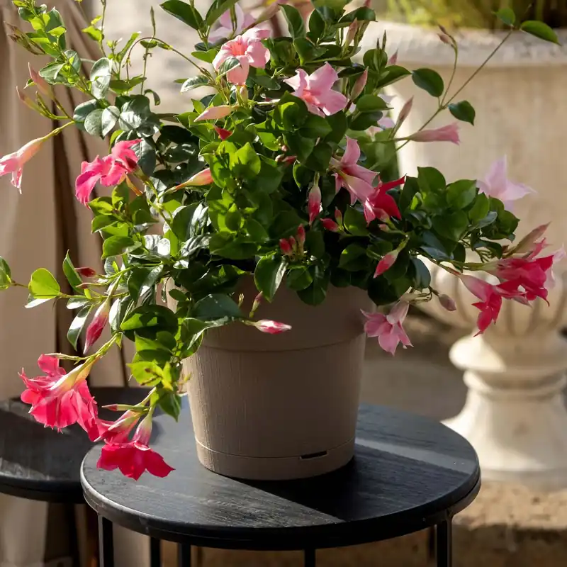 Merkproduct Vaso per piante plastica riciclata Tortora Ø 20 cm