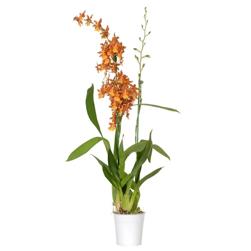 Weekendaanbieding Orchidea Cambria Catatante Isler 2 steli arancione vaso Ø 11 cm