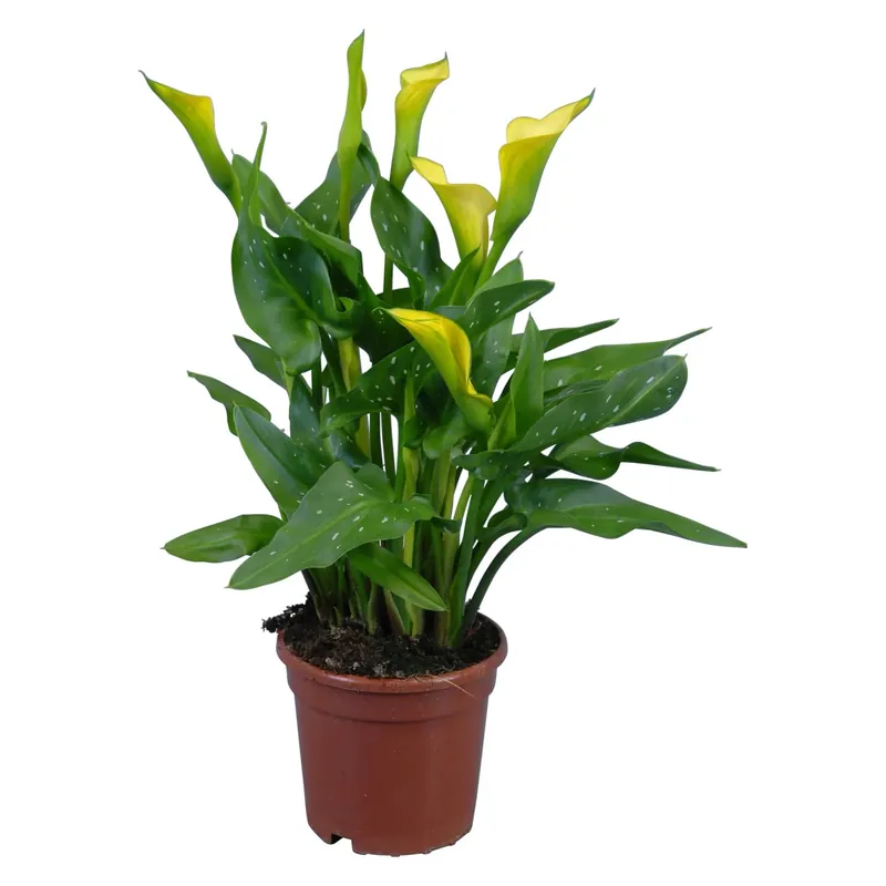 Koop Vandaag Calla Zantedeschia giallo vaso Ø 14 cm
