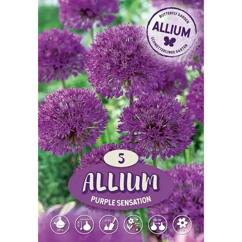 Gecertificeerd Allium Purple Sensation
