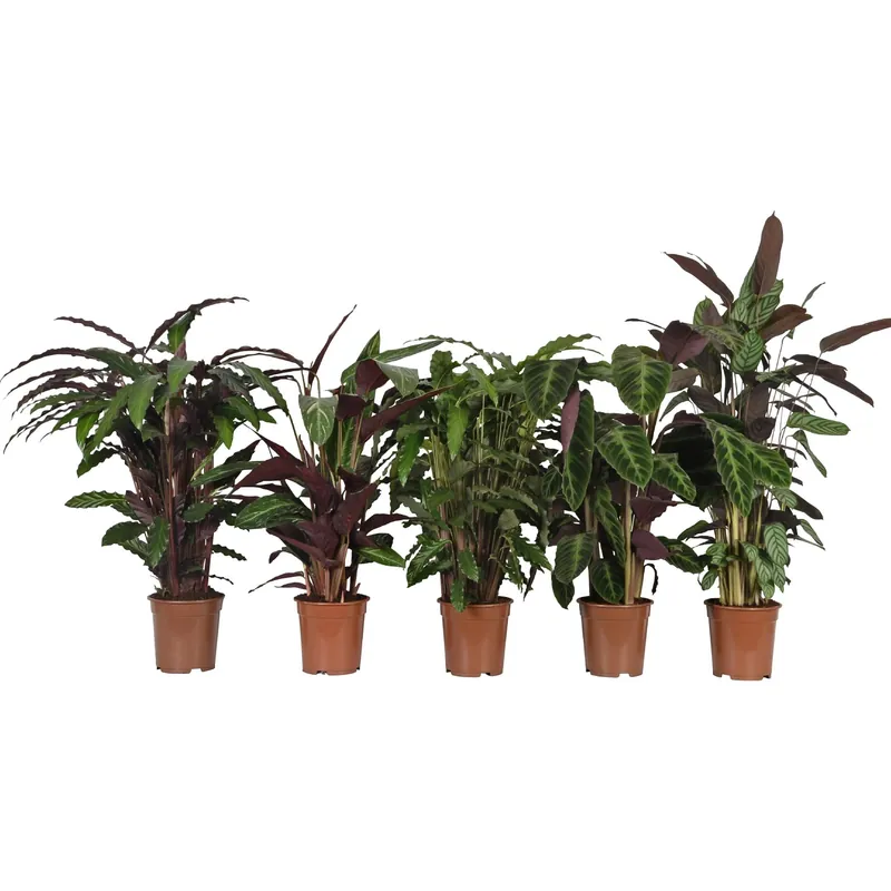 Speciale Aanbieding Calatea mix di specie in vaso Ø 21 cm