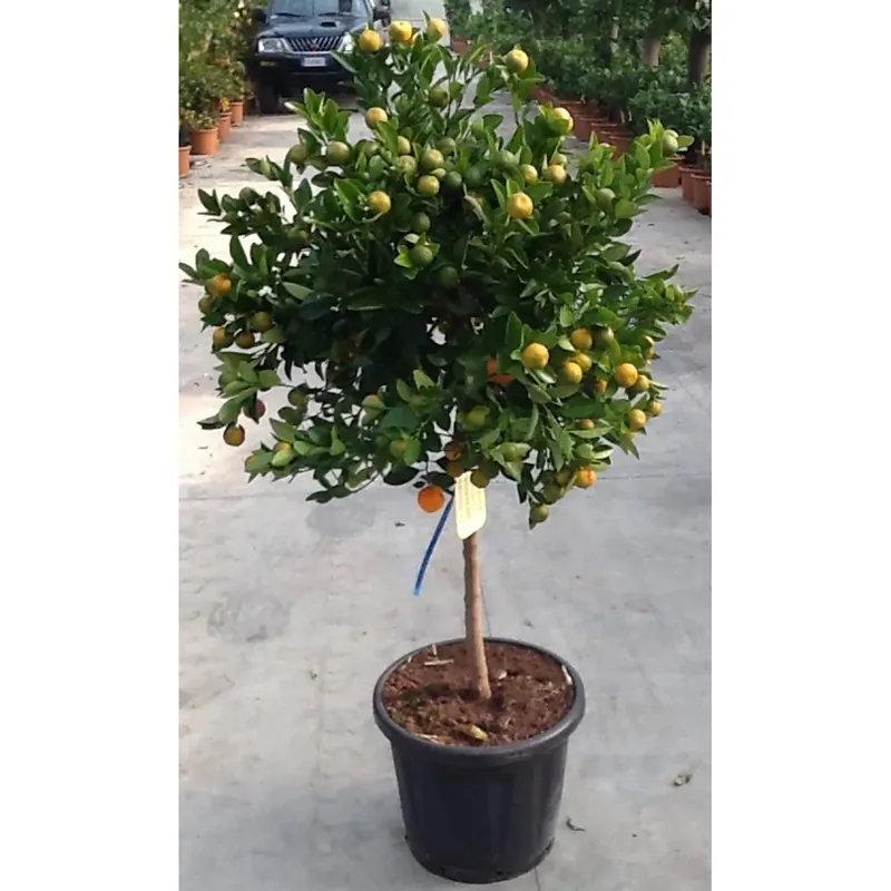 Pianta da frutto Calamondino Citrus mitis mezzo fusto h 120/130 cm Voordeelprijs
