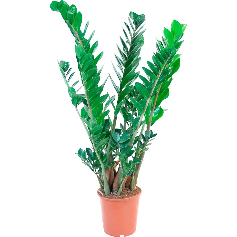 Nu Kopen Zamioculcas zamiifolia vaso Ø 21 cm