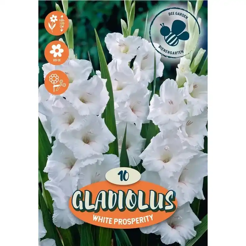 Hete Deal Bulbi da fiore Gladiolus White Prosperity
