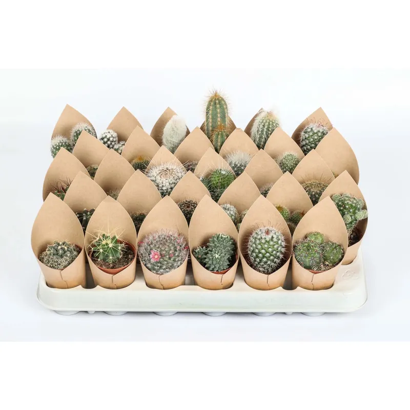 Cactus Mix con Cover vaso Ø 5,5 cm Beste Prijs