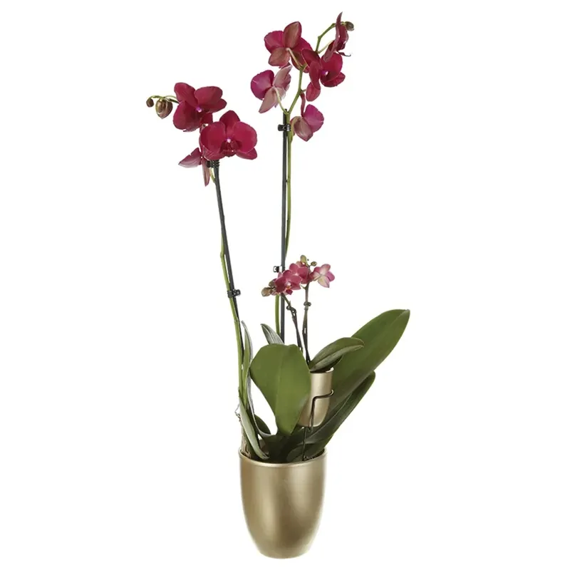 Phalaenopsis 2 rami con mini Phalaenopsis Ø 12 cm Speciale Aanbieding