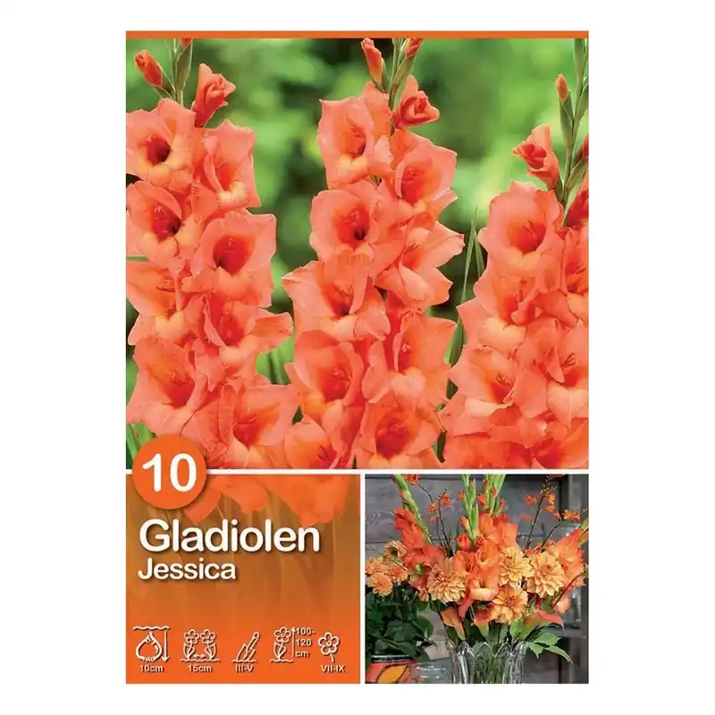 Beperkte Voorraad Gladiolus "Jessica"