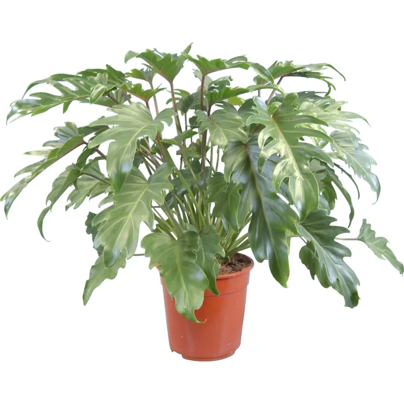 Nieuw Filodendro Xanadu in vaso Ø 27 cm