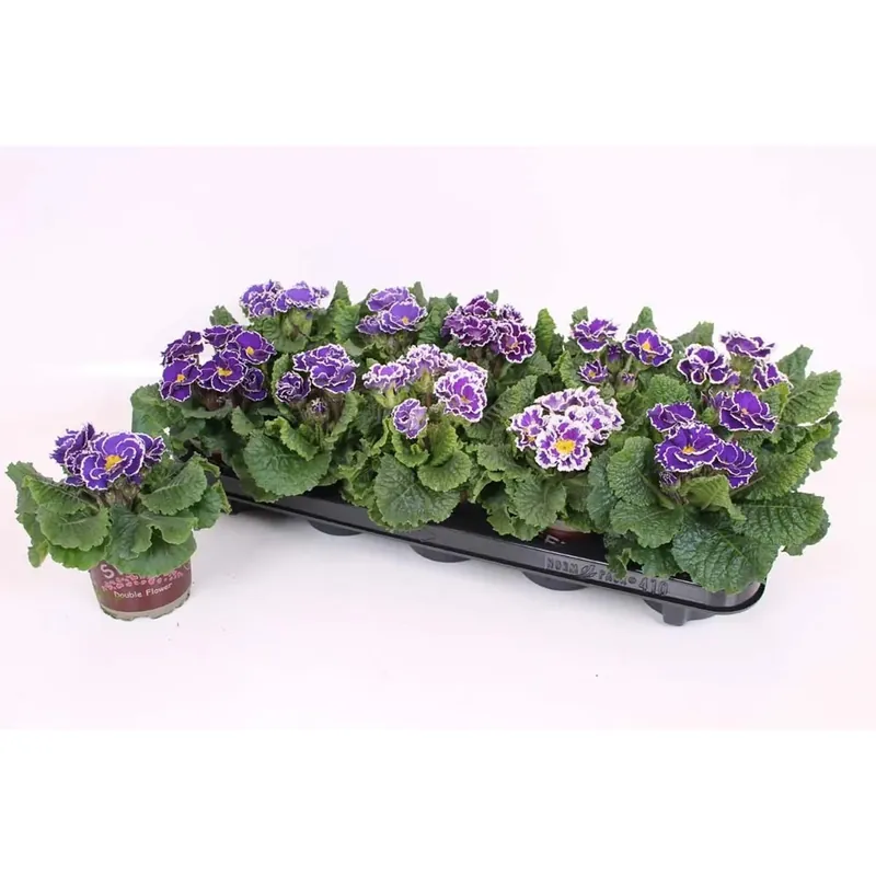 Merkproduct Primulaacaulismarli Mixsirococco Vaso 11 cm