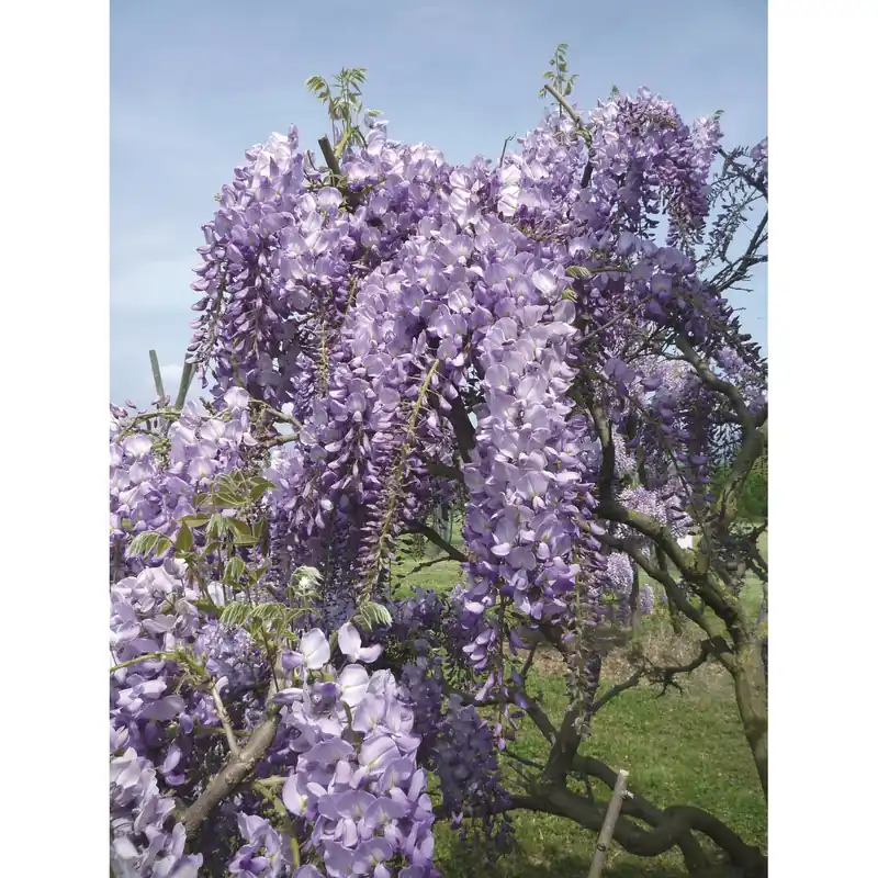 Glicine brachybotrys "Yokohama Fuji" 150/200 cm Nieuw