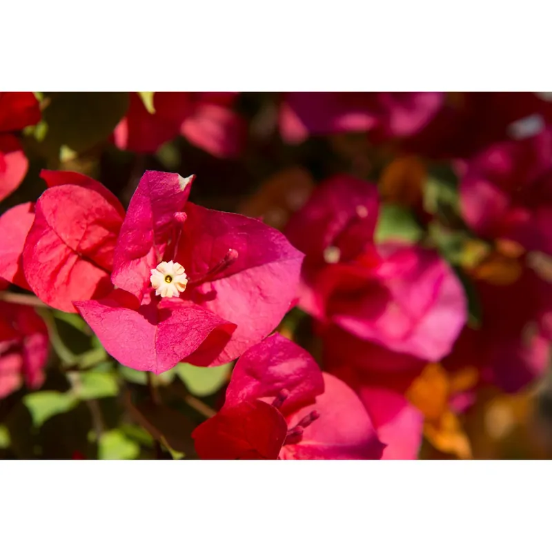 Must-Have Bougainvillea Scarlett OHara forma a cono h 120 cm