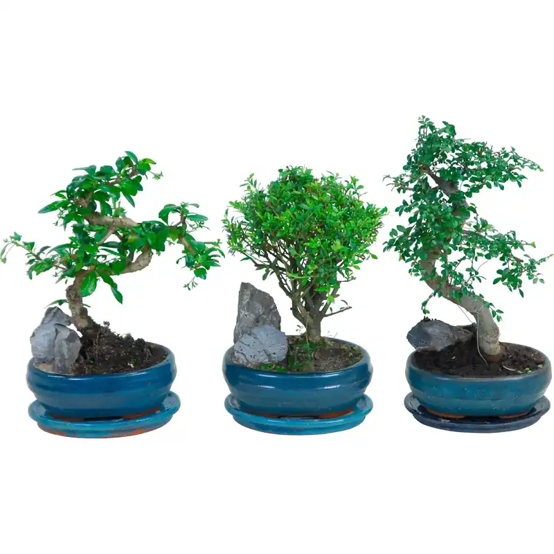 Bestel Nu Bonsai con sottovaso Ø 16 cm