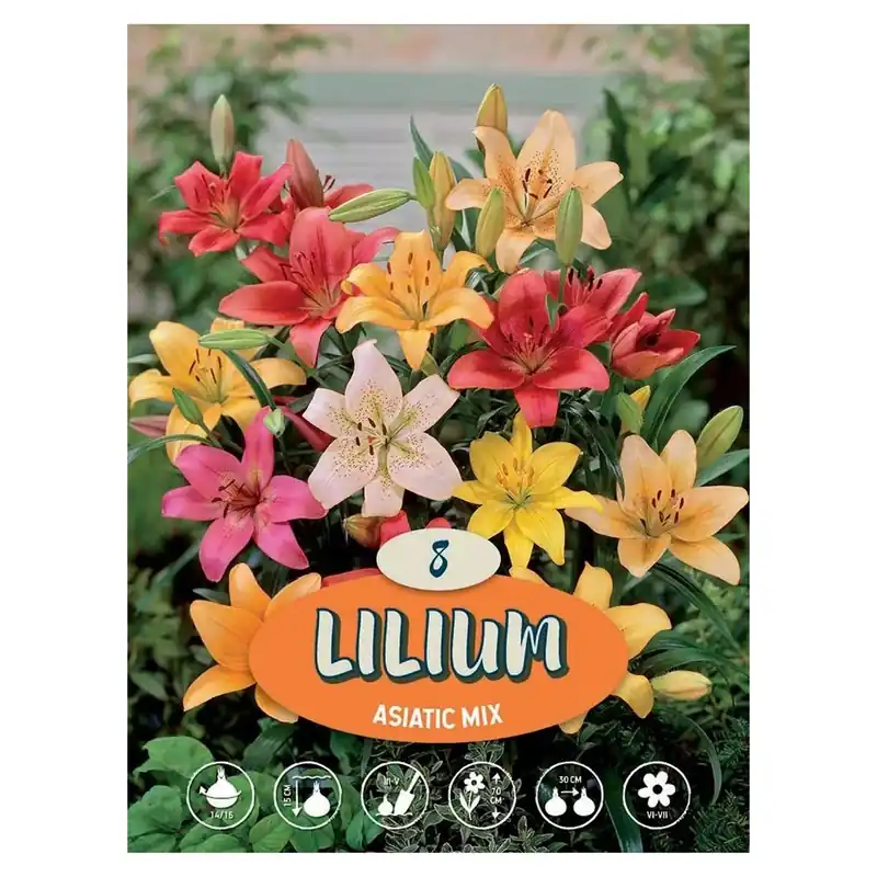 Gratis Retour Lilium semi multicolor H 100 cm