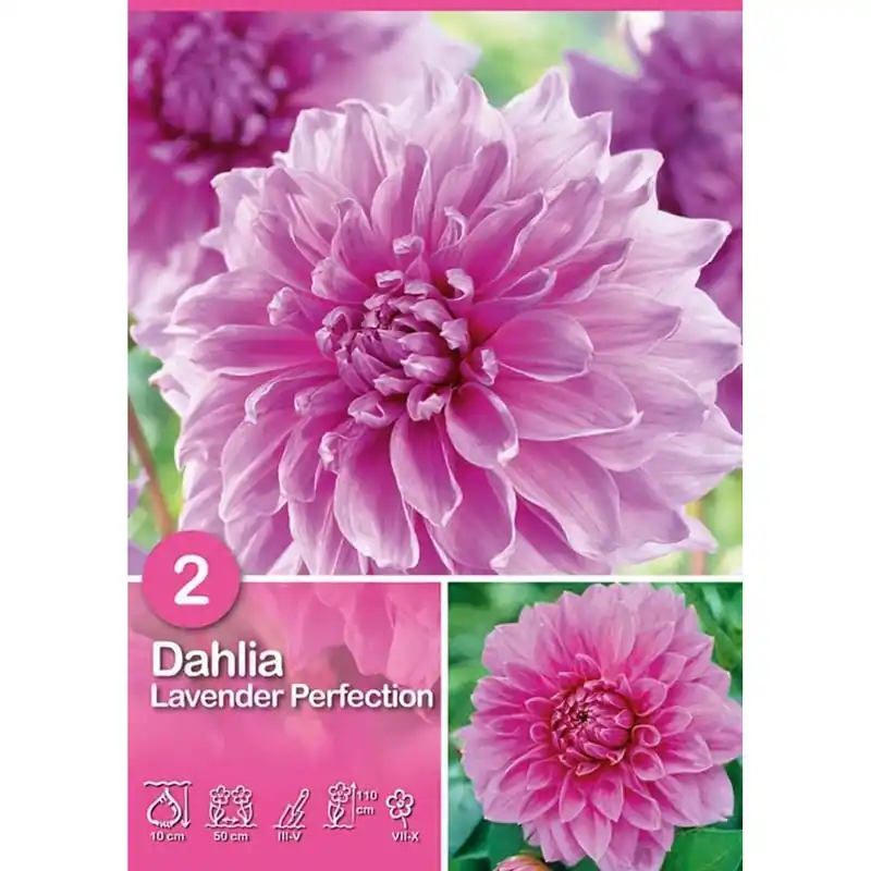 Dalia "Lavender Perfection" Aanbieding