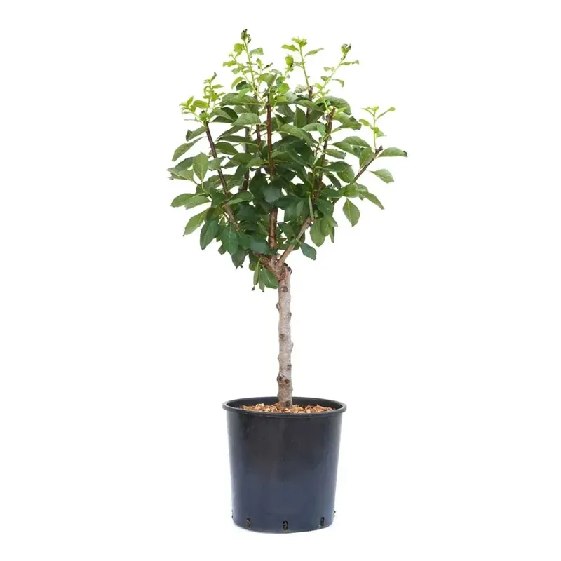 Susino nano - Prunus domestica nano Alleen Vandaag