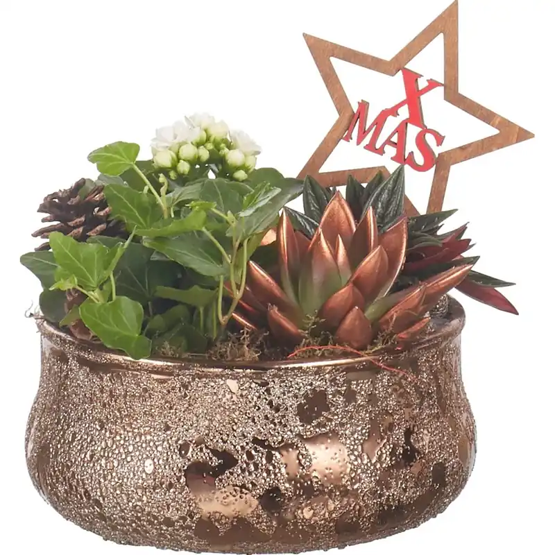 Composizione natalizia 4 piante in ciotola bronzo con fiori bianchi Voordeelprijs