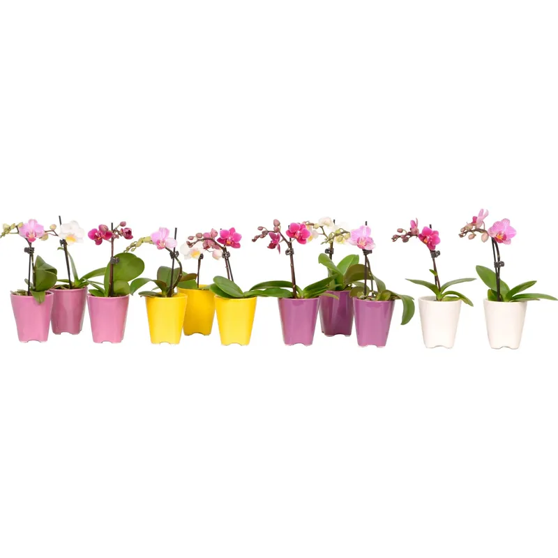 Exclusieve Aanbieding Orchidea Phalaenopsis mini 1 stelo vaso ceramica Ø 5 cm