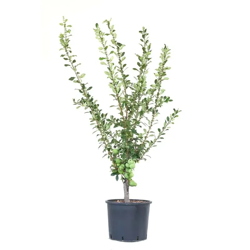 Gereduceerde Prijs Chaenomeles speciosa
