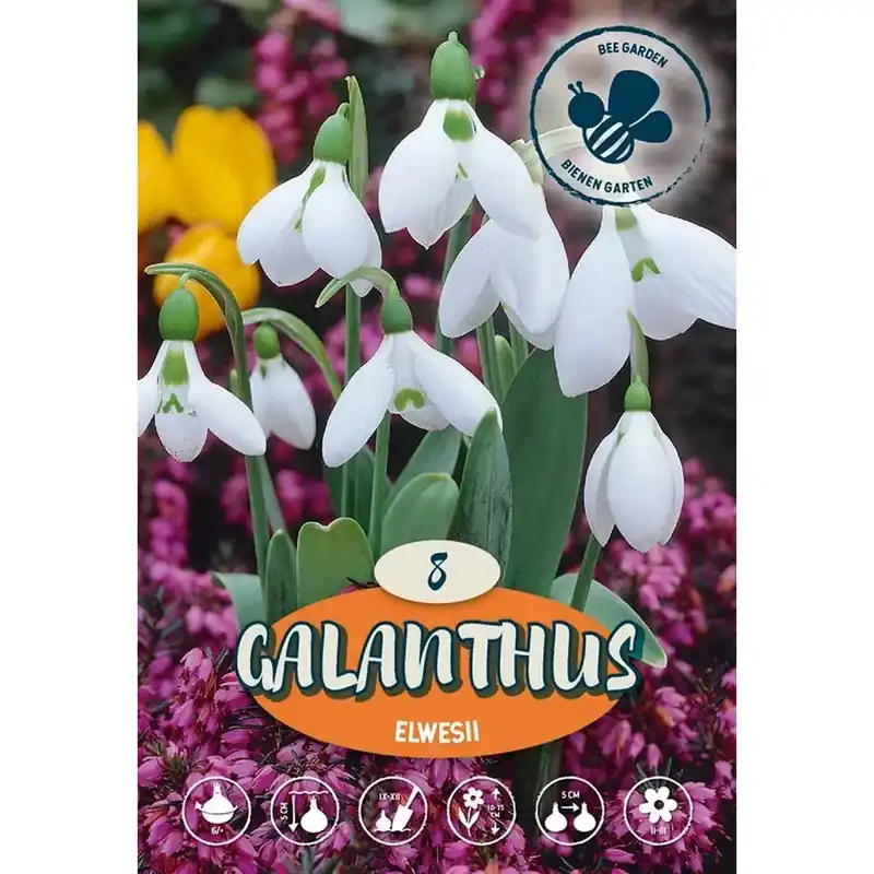 Bestseller Galanthus Elwesii