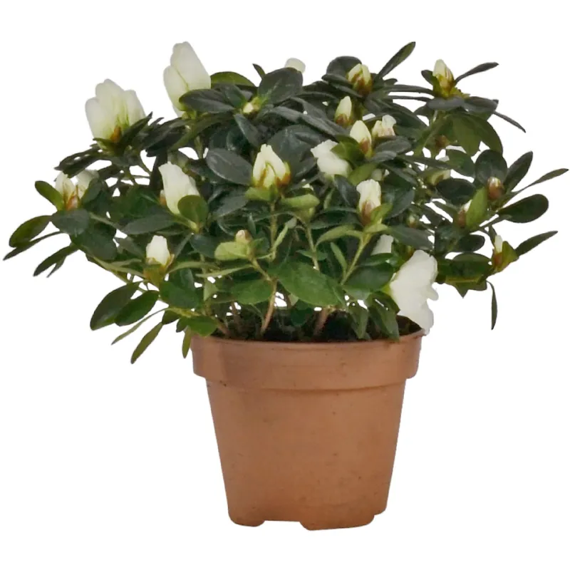 Meest Verkocht Azalea da appartamento Rhododendron simsii bianco vaso Ø 13 cm