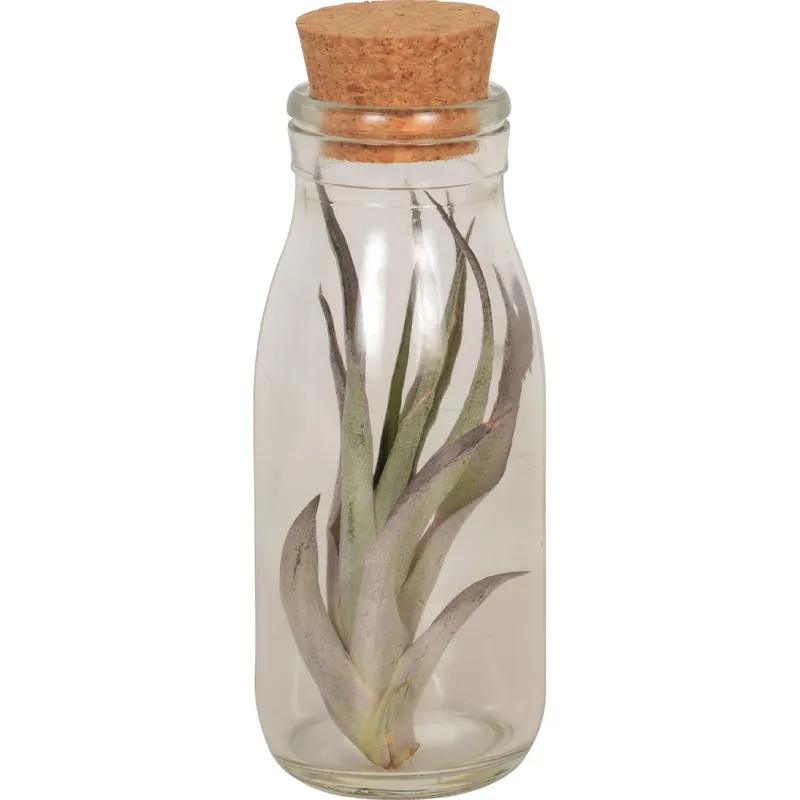 Rechtstreeks Van De Fabrikant Tillandsia in vasetto con tappo in sughero vaso Ø 11 cm