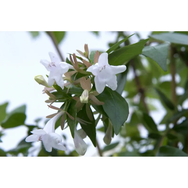 Abelia x grandiflora cespuglio h 30/40 cm, vaso da 5 l Beperkte Voorraad