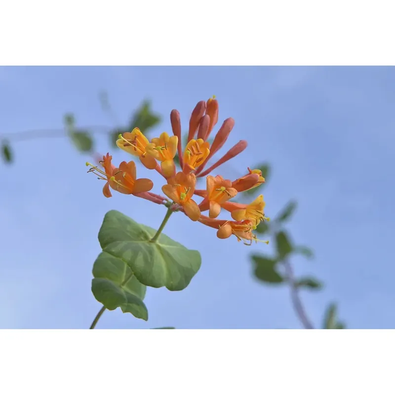 Caprifoglio Dropmore Scarlet cono Populair