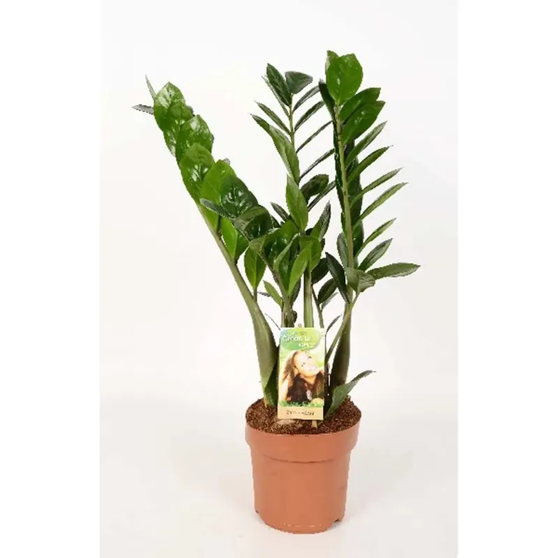 Zamioculca Zamiifolia In vaso 17 cm Gecertificeerd