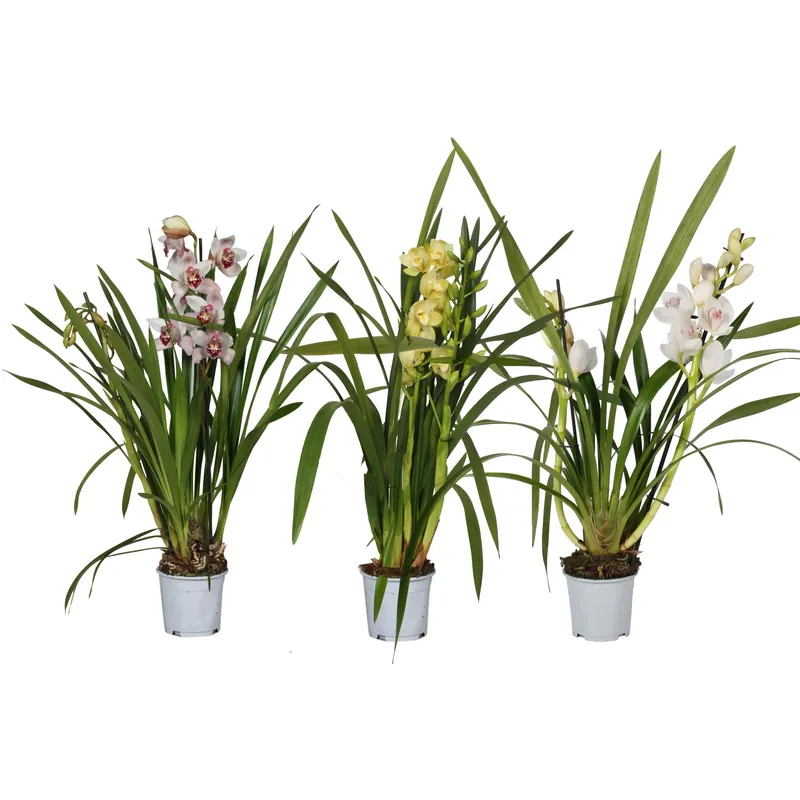 Finale Uitverkoop Orchidea Cymbidium assortita con vaso Ø 12 cm H 50-75 cm