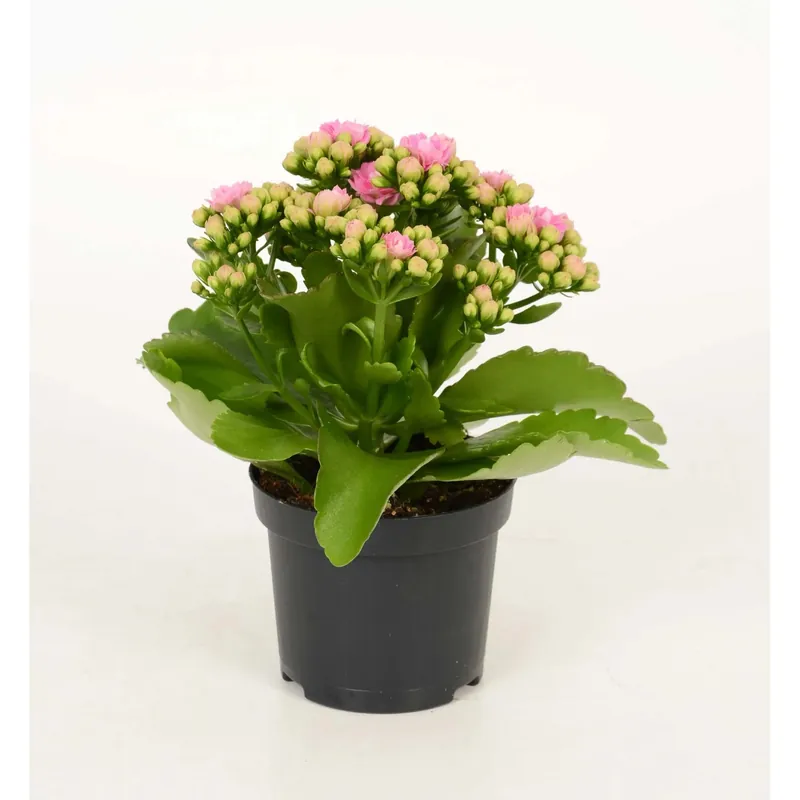 Kalanchoe rosa vaso Ø cm 10,5 Must-Have