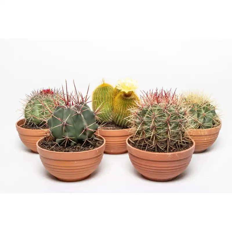 Gratis Retour Collezione Cactus ciotola piccola Ø 16 cm