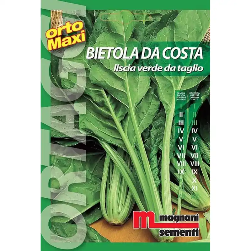 Semi orto maxi Bietola da costa liscia Express Levering