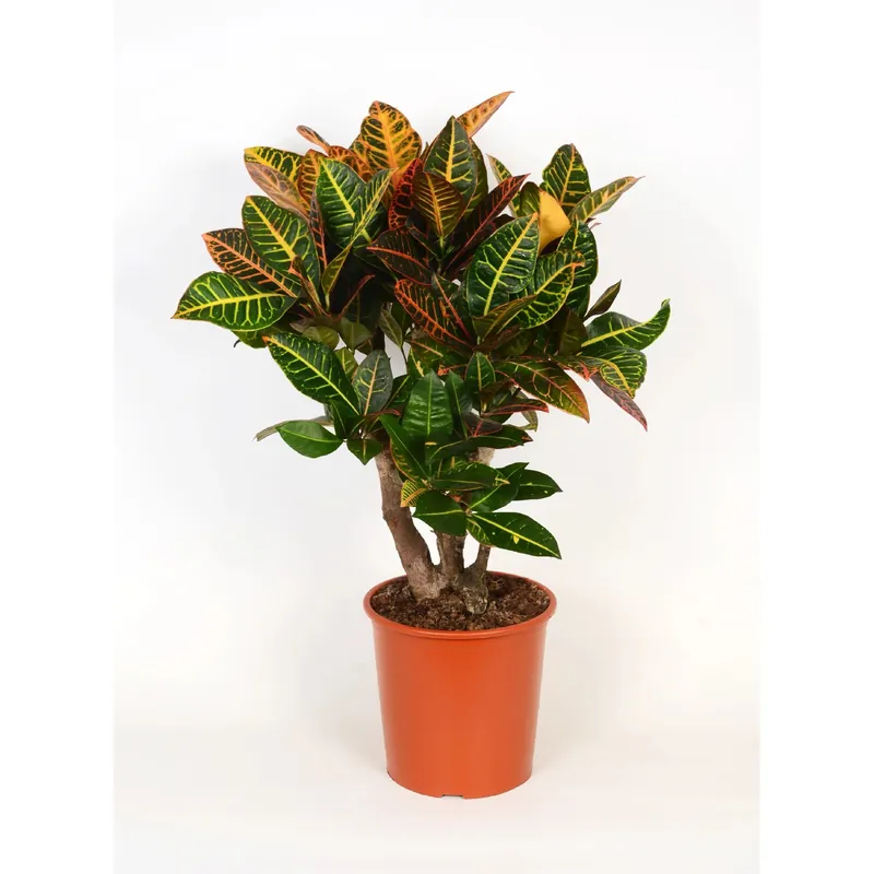 Betaalbaar Codiaeum variegatum vaso Ø 27 cm