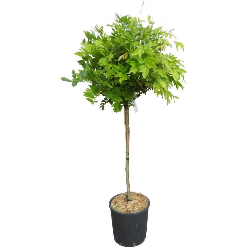 Leone azzurra "Issai" "Rosea" e "Shirokapitan Fuji" H ca. 120 cm vaso ca. 18 l Weekendaanbieding