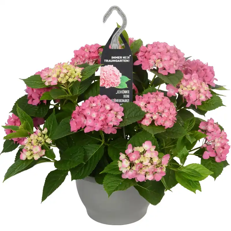 Alleen Vandaag Ortensia pensili Dream Garden in vaso Ø 23 cm