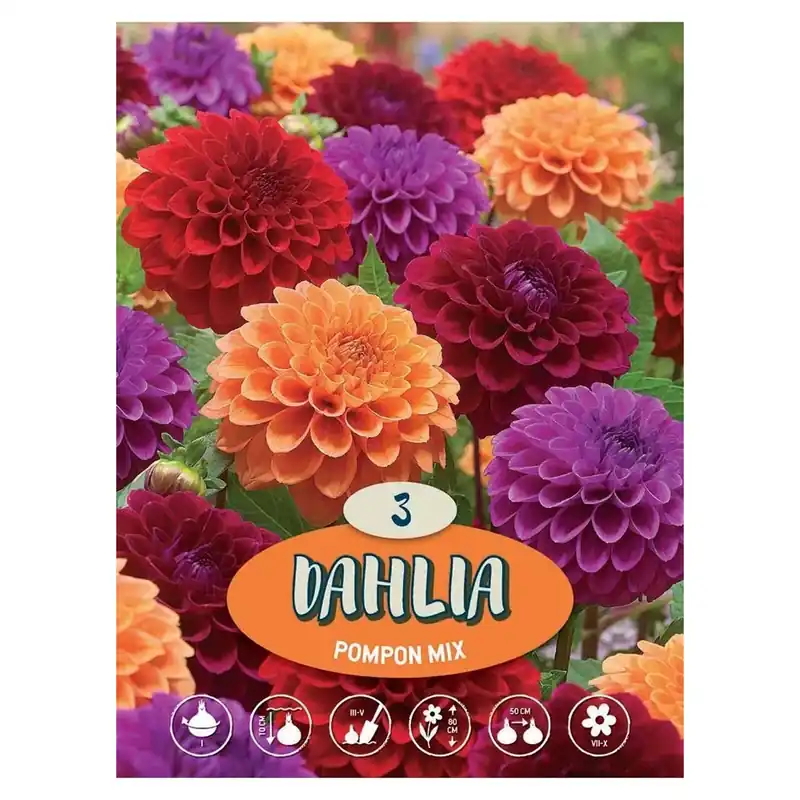 Dalia semi multicolor H 90 cm Hete Deal